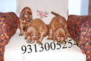 Gift a Irish Setter Pups on this Valentine day( FREE DELIVERY)....